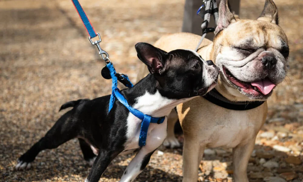 comparing-boston-terrier-vs-french-bulldog-vs-frenchton:-which-hybrid-fits-your-family-best?